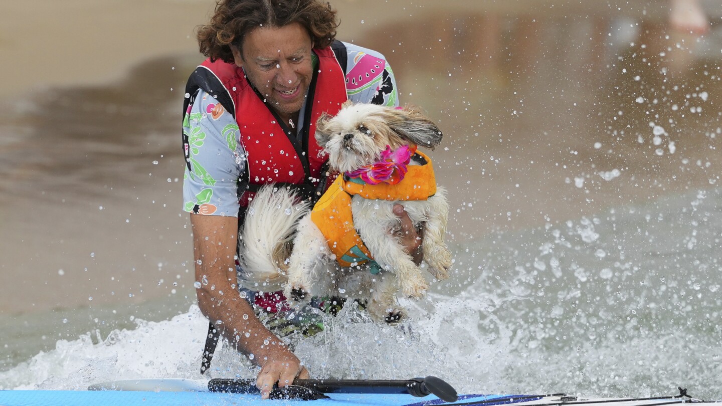 Photos show dogs and their owners paddleboarding for a fun event on England’s south coast